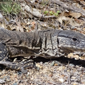 Varanus rosenbergi at Rendezvous Creek, ACT - 23 Oct 2017