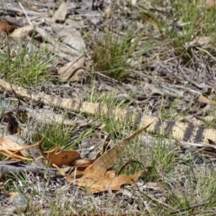 Varanus rosenbergi at Rendezvous Creek, ACT - suppressed