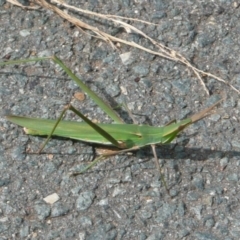 Acrida conica (Giant green slantface) at Latham, ACT - 6 Apr 2011 by Christine