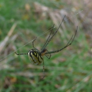 Leucauge dromedaria at Latham, ACT - 6 Apr 2011 01:27 PM