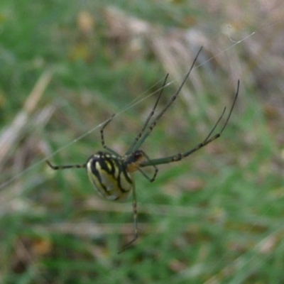 Leucauge dromedaria (Silver dromedary spider) at Latham, ACT - 6 Apr 2011 by Christine