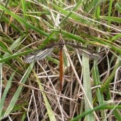 Tipulidae sp. (family) (Unidentified Crane Fly) at Latham, ACT - 9 Mar 2011 by Christine