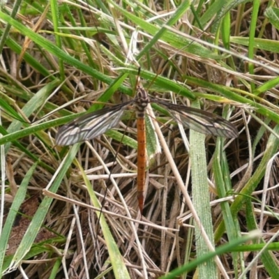 Tipulidae sp. (family) (Unidentified Crane Fly) at Latham, ACT - 9 Mar 2011 by Christine