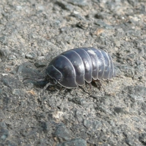 Armadillidium vulgare at Latham, ACT - 9 Mar 2011