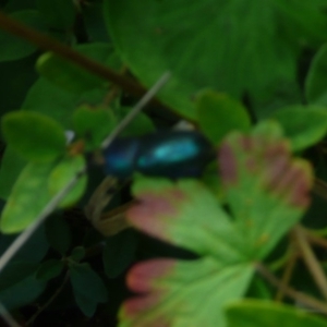 Lamprima aurata at Flynn, ACT - 12 Mar 2011