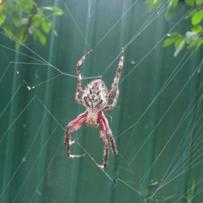 Hortophora transmarina (Garden Orb Weaver) at Flynn, ACT - 12 Mar 2011 by Christine