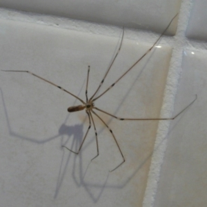 Pholcus phalangioides at Flynn, ACT - 13 Mar 2011 07:46 AM