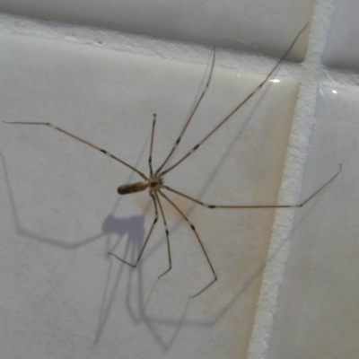 Pholcus phalangioides (Daddy-long-legs spider) at Flynn, ACT - 13 Mar 2011 by Christine