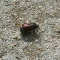 Liparetrus sp. (genus) (Chafer beetle) at Latham, ACT - 15 Mar 2011 by Christine