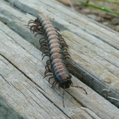 Gigantowales chisholmi (A millepede) at Umbagong District Park - 15 Mar 2011 by Christine