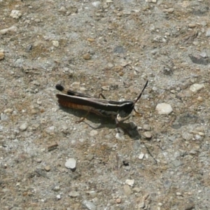 Macrotona australis at Latham, ACT - 16 Mar 2011