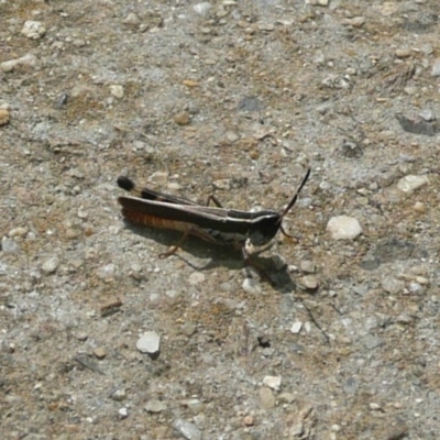 Macrotona australis (Common Macrotona Grasshopper) at Latham, ACT - 16 Mar 2011 by Christine