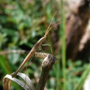 Mutusca brevicornis at Flynn, ACT - 12 Mar 2011