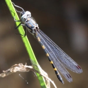 Cordulephya pygmaea at Tennent, ACT - 5 Mar 2016