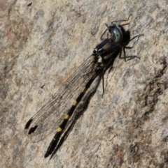 Cordulephya pygmaea (Common Shutwing) at Cotter Reserve - 1 Apr 2017 by HarveyPerkins