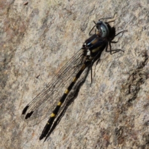 Cordulephya pygmaea at Uriarra Village, ACT - 1 Apr 2017 02:37 PM