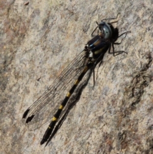 Cordulephya pygmaea at Uriarra Village, ACT - 1 Apr 2017
