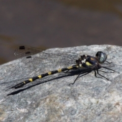 Cordulephya pygmaea (Common Shutwing) at Bullen Range - 26 Mar 2017 by HarveyPerkins