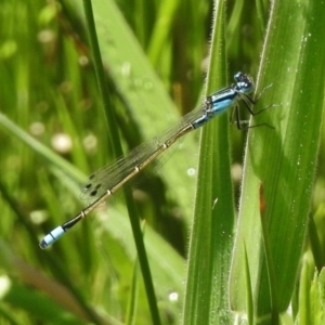 Ischnura heterosticta at Paddys River, ACT - 23 Oct 2017 12:20 PM