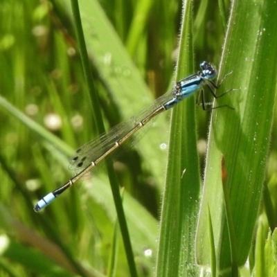 Ischnura heterosticta (Common Bluetail Damselfly) at Paddys River, ACT - 23 Oct 2017 by JohnBundock