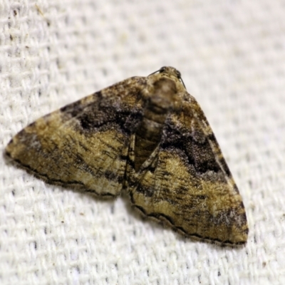 Aporoctena undescribed species (A Geometrid moth) at O'Connor, ACT - 18 Oct 2017 by ibaird