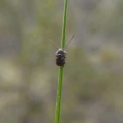 Cadmus (Cadmus) crucicollis (Leaf beetle) at Black Mountain - 14 Oct 2017 by ClubFED