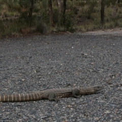 Varanus rosenbergi (Heath or Rosenberg's Monitor) at QPRC LGA - 10 Jan 2009 by zaza