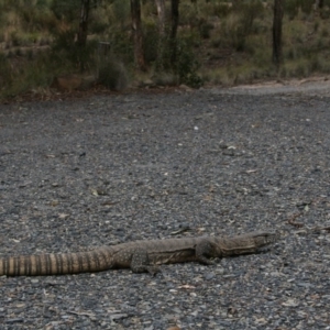 Varanus rosenbergi at Bywong, NSW - 10 Jan 2009