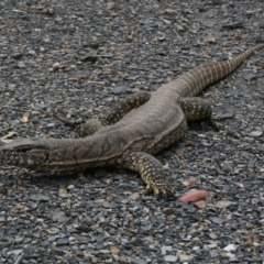 Varanus rosenbergi at Bywong, NSW - 10 Jan 2009