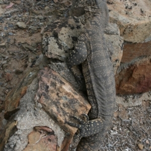 Varanus rosenbergi at Bywong, NSW - 10 Jan 2009