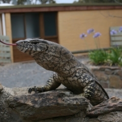 Varanus rosenbergi at Bywong, NSW - suppressed