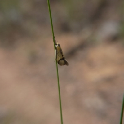 Philobota undescribed species near arabella (A concealer moth) at Black Mountain - 14 Oct 2017 by ClubFED