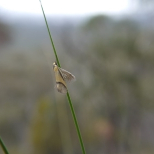 Philobota undescribed species near arabella at Canberra Central, ACT - 14 Oct 2017 03:34 PM