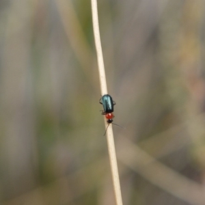 Malachiinae (subfamily) at O'Connor, ACT - 14 Oct 2017 03:18 PM