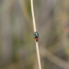 Malachiinae (subfamily) (Soft-winged flower beetle) at Bruce Ridge - 14 Oct 2017 by ClubFED