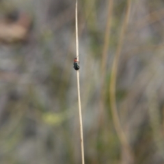 Malachiinae (subfamily) at O'Connor, ACT - 14 Oct 2017 03:18 PM