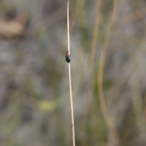 Malachiinae (subfamily) at O'Connor, ACT - 14 Oct 2017