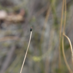 Malachiinae (subfamily) at O'Connor, ACT - 14 Oct 2017 03:18 PM