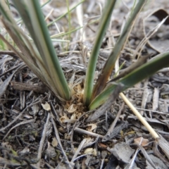 Lomandra bracteata (Small Matrush) at Theodore, ACT - 19 Oct 2017 by MichaelBedingfield