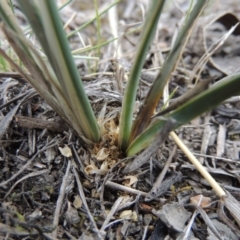 Lomandra bracteata (Small Matrush) at Tuggeranong Hill - 19 Oct 2017 by michaelb