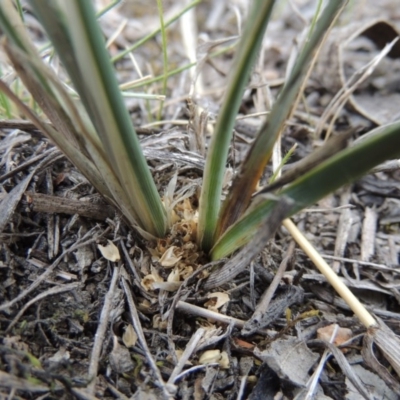 Lomandra bracteata (Small Matrush) at Theodore, ACT - 19 Oct 2017 by MichaelBedingfield