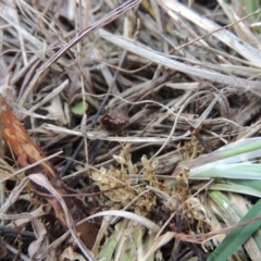 Lomandra bracteata at Theodore, ACT - 19 Oct 2017 05:49 PM