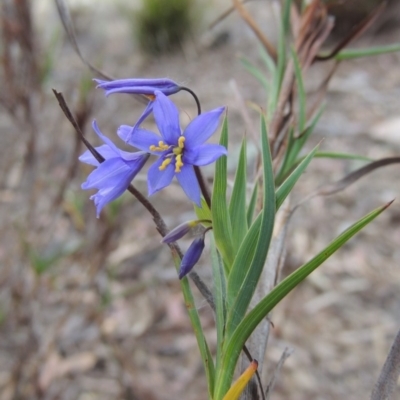 Stypandra glauca (Nodding Blue Lily) at Theodore, ACT - 19 Oct 2017 by michaelb
