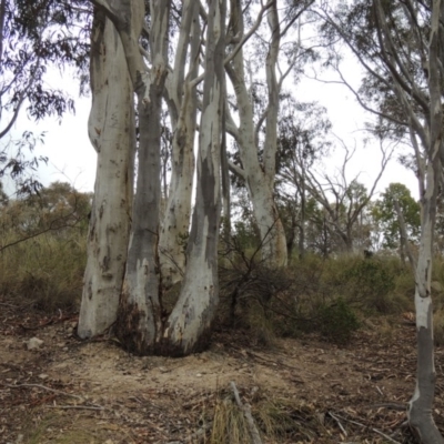 Eucalyptus rossii (Inland Scribbly Gum) at Theodore, ACT - 19 Oct 2017 by MichaelBedingfield