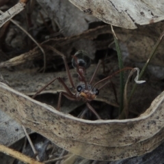 Myrmecia nigriceps (Black-headed bull ant) at Theodore, ACT - 19 Oct 2017 by MichaelBedingfield