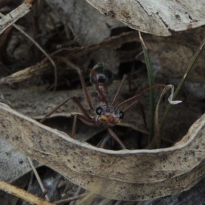 Myrmecia nigriceps at Theodore, ACT - 19 Oct 2017 05:44 PM