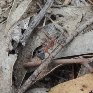 Myrmecia nigriceps at Theodore, ACT - 19 Oct 2017 05:44 PM