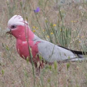 Eolophus roseicapilla at Theodore, ACT - 19 Oct 2017 06:40 PM