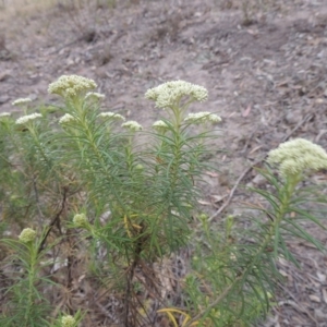 Cassinia longifolia at Theodore, ACT - 19 Oct 2017 06:30 PM