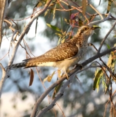 Cacomantis pallidus (Pallid Cuckoo) at Googong, NSW - 24 Oct 2017 by Wandiyali